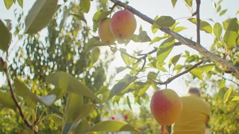 Ripe pears hanging on a tree with a blurred figure in the background Stock Footage 274886231