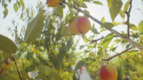 Ripe pears hanging on a tree branch with sunlight filtering through. Organic Stock Footage 264735805