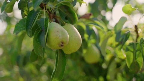 Ripe pears hanging on tree branches outdoors Video stock 158873755