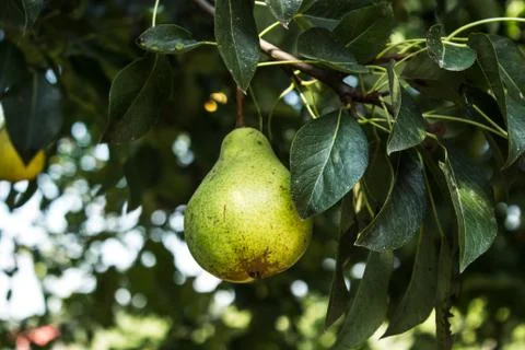 Ripe pears hanging on a tree Stock Photos