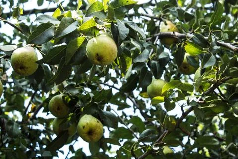 Ripe pears hanging on a tree Stock Photos