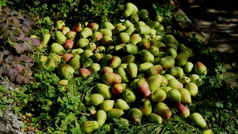 Ripe pears lie on the grass after rain Stock Footage 231256536