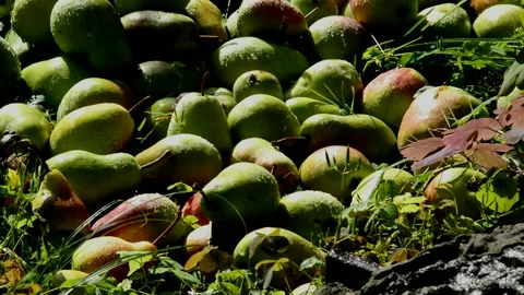 Ripe pears lie on the grass after rain Vidéo 231256906