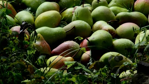 Ripe pears lie on the grass after rain Stock Footage 231257252