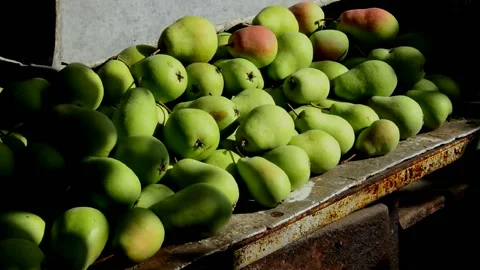 Ripe pears lie on a workbench Stock Footage 231254179