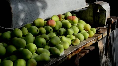 Ripe pears lie on a workbench Stock Footage 231254720