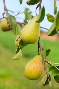 Ripe pears Foto stock