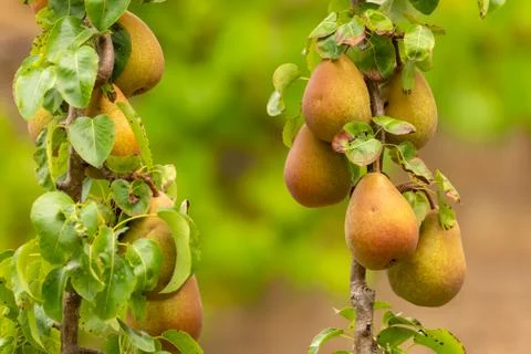 Ripe pears Stock Photos