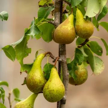 Ripe pears Stock Photos