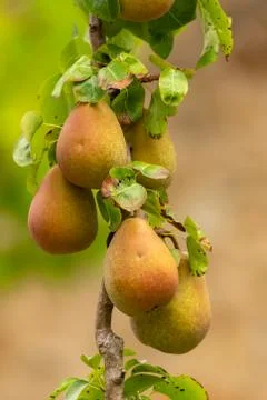 Ripe pears Stock Photos