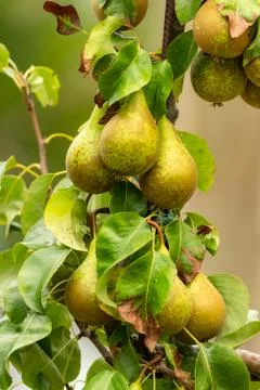 Ripe pears Stock Photos