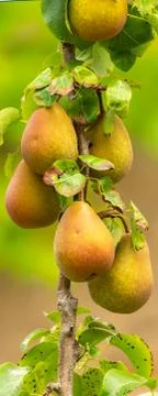 Ripe pears Stock Photos