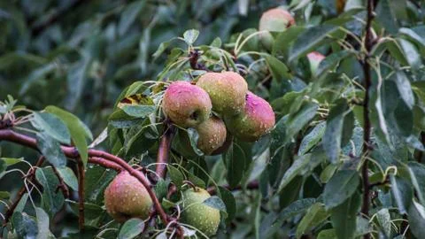 Ripe pears on a tree after rain. Raindrops. Foto stock