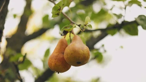 Ripe pears on the tree Stock Footage 253553669