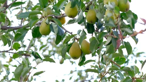 Ripe pears on tree in garden. Video stock 114441237