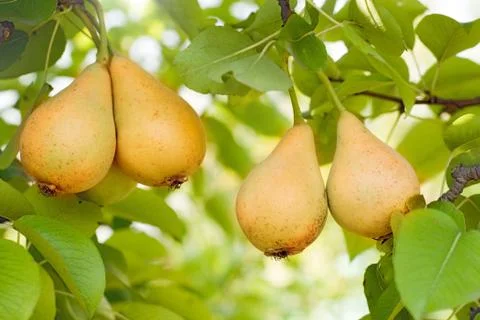 Ripe pears on tree Stock Photos