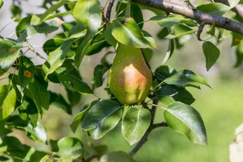 Ripe pears on the tree Stock Photos