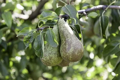 Ripe pears in the tree Stock Photos