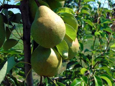 Ripe pears in the tree Stockfoto's