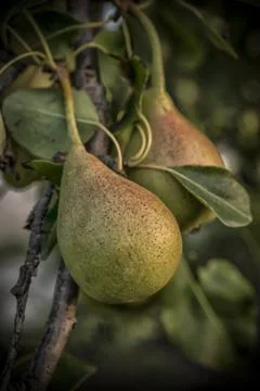 Ripe Pears on a Tree Stock Photos