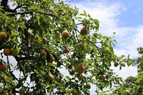 Ripe pears on the tree Stock Photos