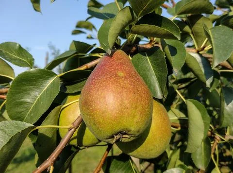 Ripe pears in the tree in summer Stockfoto's