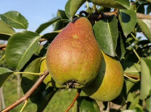 Ripe pears in the tree in summer Stock Photos