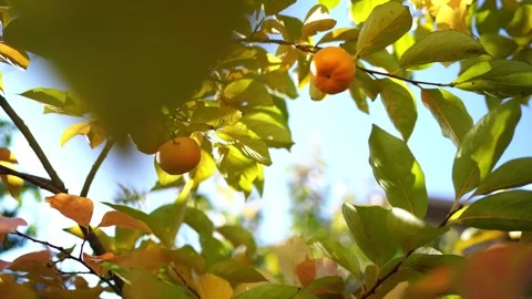 Ripe persimmon on the branches of a tree in the sun against the blue sky Stock Footage 280280365