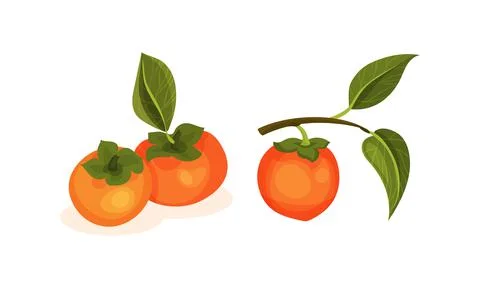 Ripe Persimmon Fruit Hanging on Tree Branch Vector Set Stock Illustration