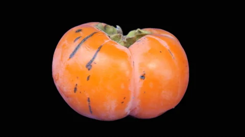 Ripe persimmon fruit rotates clockwise. Isolated on black background. Stock Footage 120834397