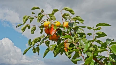 Ripe Persimmon Fruit on Tree Branch Stock Footage 319819969