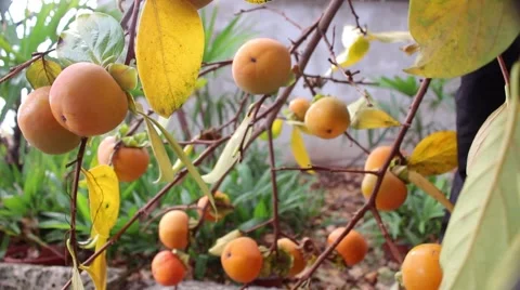 A ripe persimmon fruit on tree.  Vídeo Stock 57410157