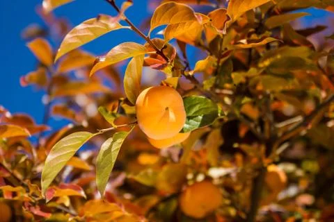 Ripe persimmon fruit on the tree Foto stock