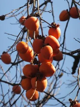Ripe persimmon Stock Photos