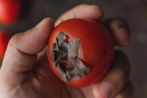 Ripe persimmon on rustic background Stock Photos