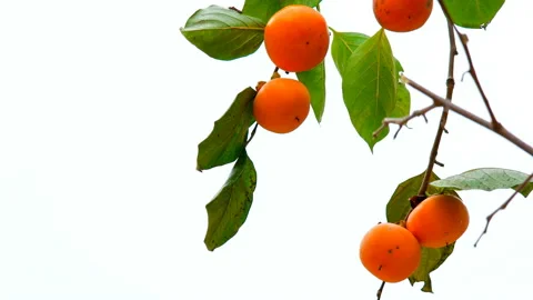 Ripe persimmon shaking in the wind Vidéo 145976804