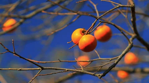 Ripe persimmon on the tree with blue sky in the background. Stock Footage 37491208