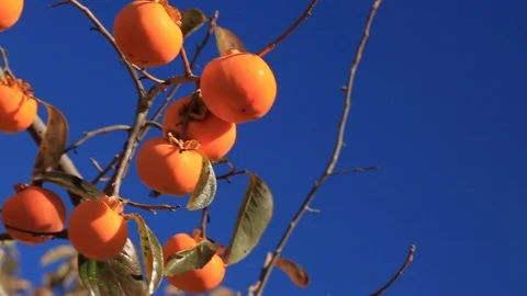 Ripe persimmon on the tree with blue sky in the background. Stock Footage 97728276