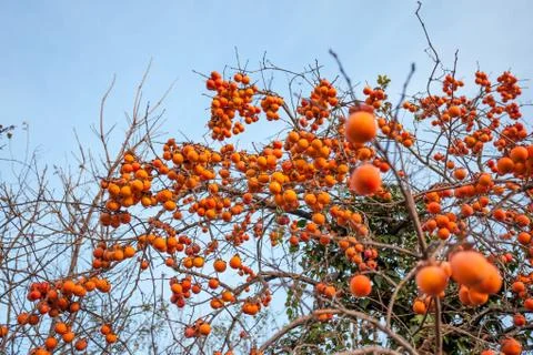 Ripe persimmon on a tree in winter Foto stock