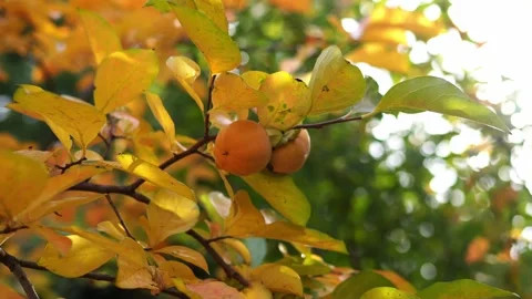 Ripe persimmon on yellow tree branches in the garden Stock Footage 267158957