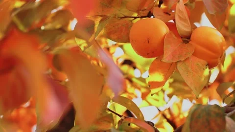 Ripe Persimmons with Beautiful Fall Colors Stock Footage 291330699