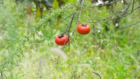 Ripe persimmons hanging on tree branch Vidéo 324902812