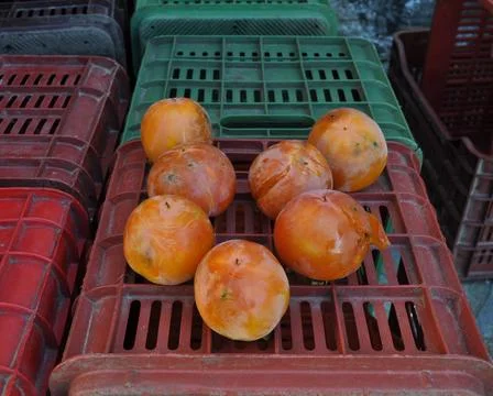 Ripe persimmons 스톡 사진