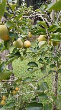 Ripe persimmons on tree branches Stock Photos