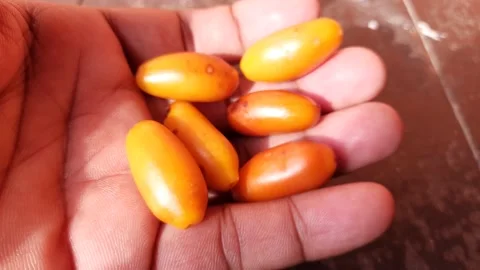 Ripe Phoenix dactylifera fruit. Stock Footage 197521768
