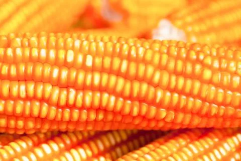 Ripe Stock Photos