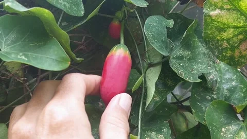 Ripe for the Picking Stock Footage 297612042