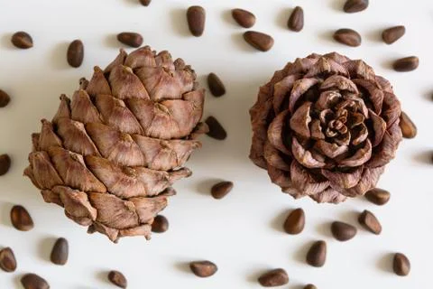 Ripe pine cone with pine nuts on a white background Stock Photos