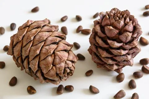 Ripe pine cone with pine nuts on a white background Stock Photos