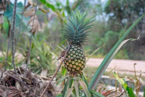 A ripe pineapple (Ananas comosus) growing in a lush, green garden Stock Photos